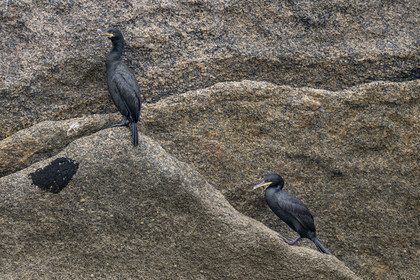 France, Finistère (29), Carantec, Réserve ornithologique des îlots de la Baie de Morlaix, Cormoran huppé (Gulosus aristotelis) sur l'Ile Vesoul