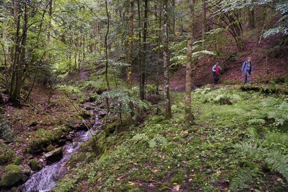 France, Haut-Rhin (68), Parc naturel régional des ballons des Vosges, randonneurs remontant la vallée de Storckensohn vers le sommet de La Tête des Perches