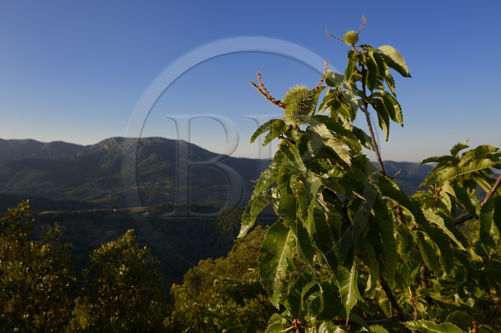 France, Ardèche (07), Sanilhac, chataignier à la Tour de Brison