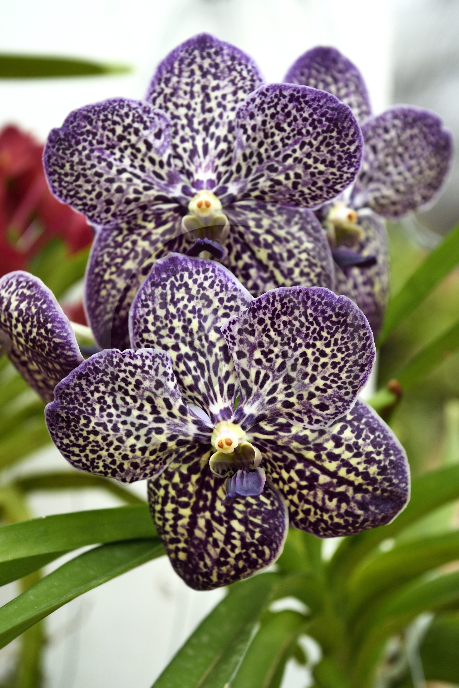 Sri Lanka, province du centre, Kandy, jardin botanique de Peradeniya, serre aux orchidées (Orchidaceae)