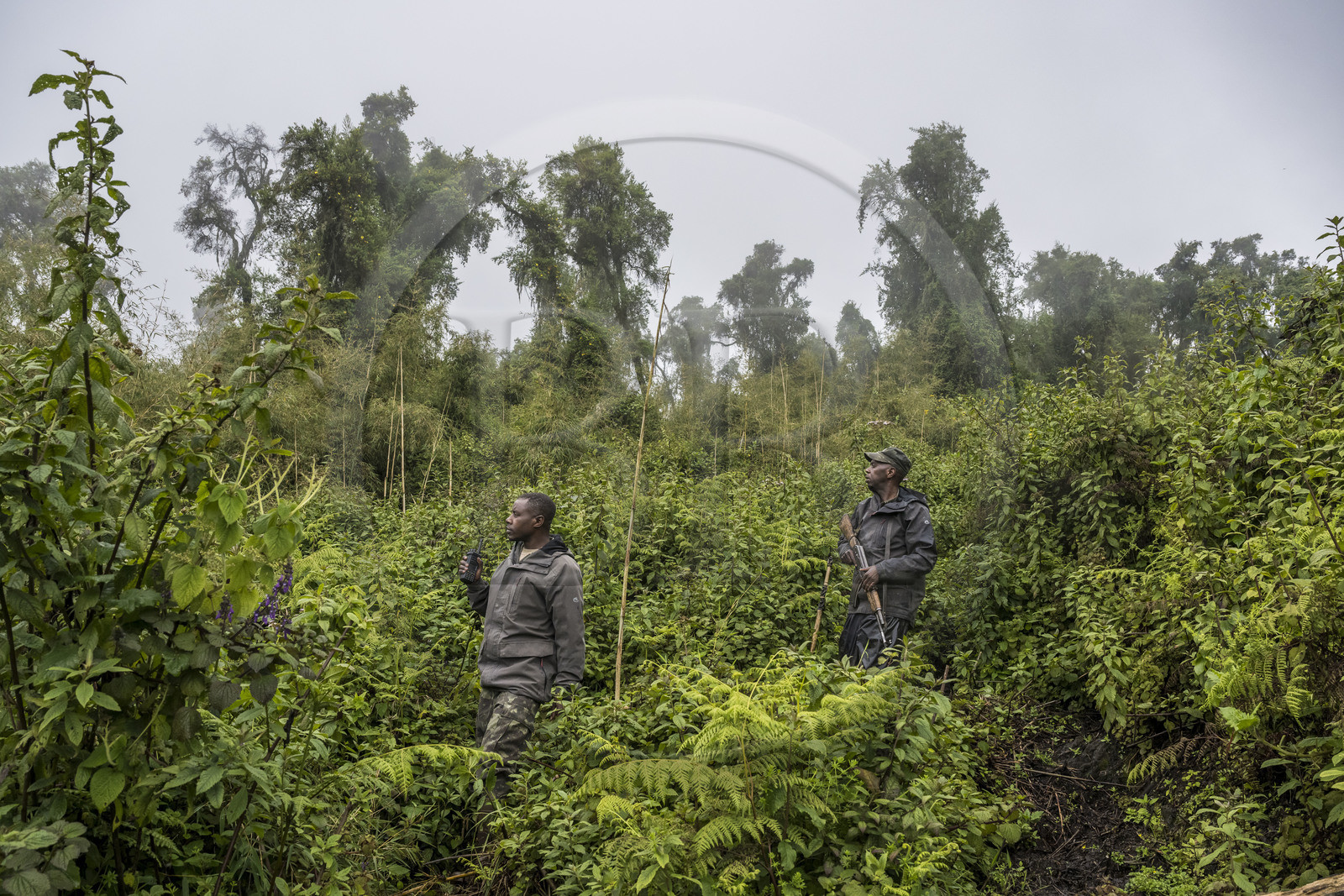Rwanda, Province du Nord, Parc National des Volcans dans la chaine des Monts Virunga, mont Karisimbi, le garde Ferdinand Ndamiyabo et pisteur du Parc accompagnant des touristes à la rencontre des gorilles des montagnes du groupe Susa