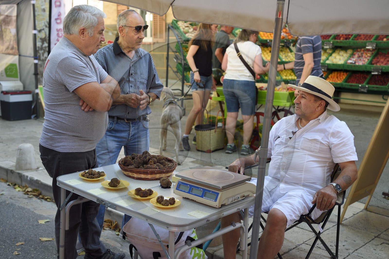 France, Var (83), Provence Verte, Cotignac, le marché sur la place principale, vendeur de truffe blanche d’été (Tuber aestivum)