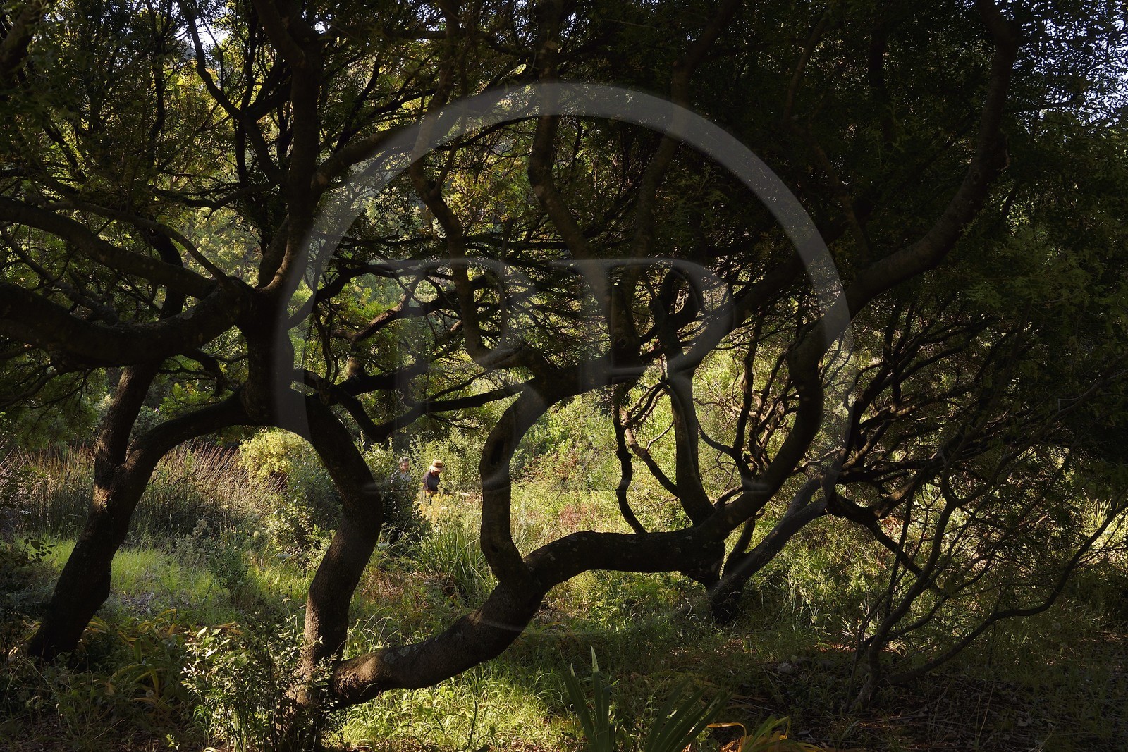 France, Var (83), Rayol-Canadel-sur-Mer, Domaine du Rayol, propriété du conservatoire du littoral mention obligatoire, le jardin des Méditerranées conçu par le paysagiste Gilles Clément, Jardin d'Afrique du Sud, arbre Pistachier lentisque (Pistacia lentiscus L.)