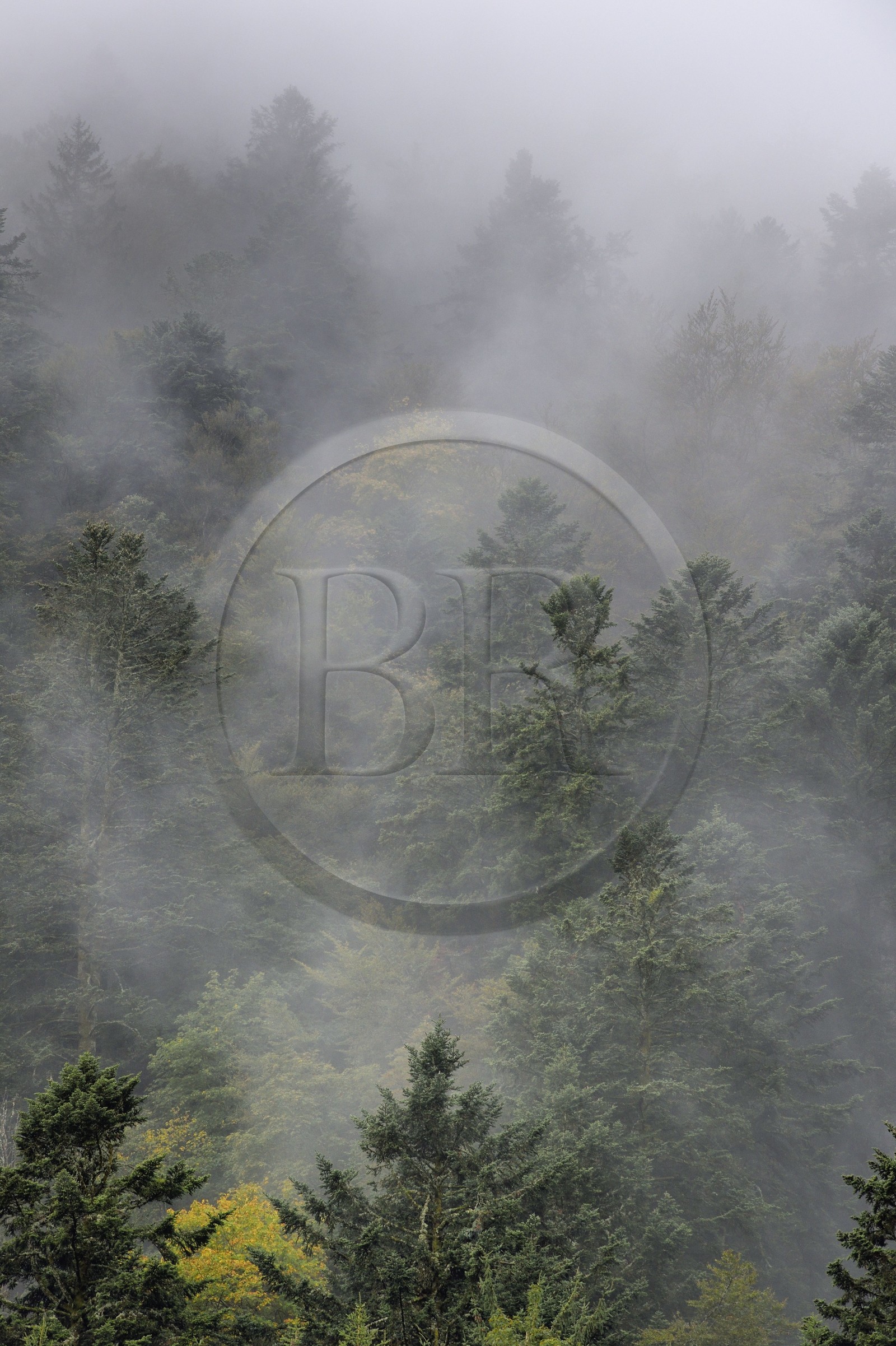 France, Haut-Rhin (68), Parc naturel régional des ballons des Vosges, Storckensohn, montagne de La Tête des Perches, forêt de hêtraie-sapinière