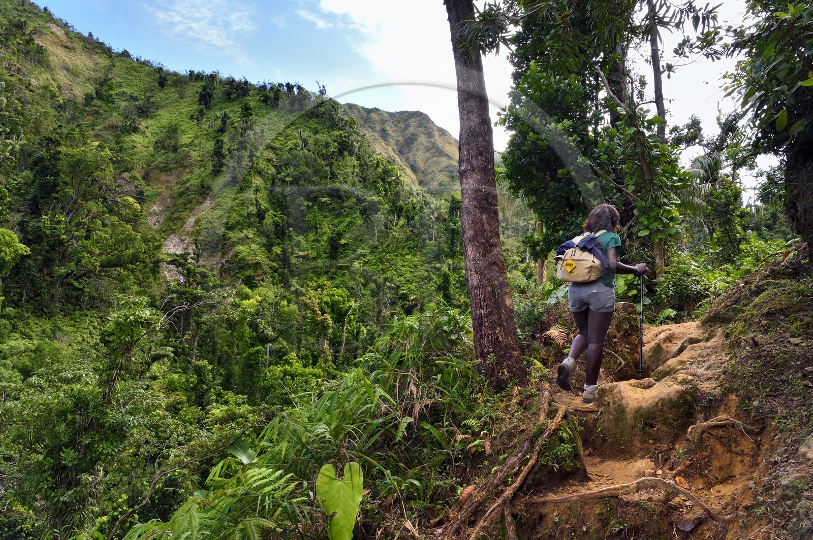 Caraïbes, Ile de la Dominique, Castle Bruce, Parc national du Morne Trois Pitons classé Patrimoine Mondial de l'UNESCO, randonneur sur le sentier traversant la forêt tropicale et menant à la la Vallée de la Désolation puis au Boiling Lake
