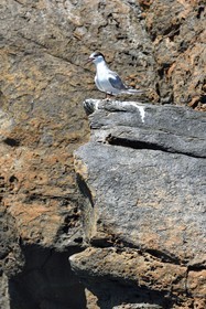 Portugal, Ile de Madère, randonnée dans la réserve naturelle de la Ponta de Sao Lourenço (pointe Saint Laurent) à l'extrême Est de l'ile, Sterne pierregarin (Sterna hirundo)