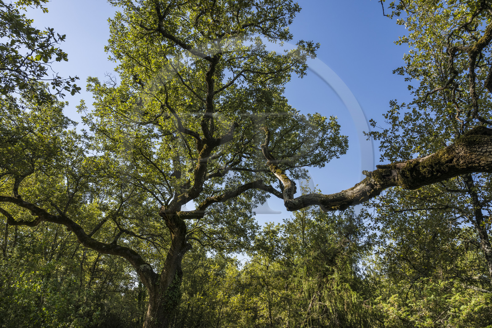 France, Var, Provence Verte (Green Provence), Bras, Academie du Bain de Foret Provencale (Academy of Forest Bathing in Provence), forest of the domaine Le Peyrourier - une campagne en Provence