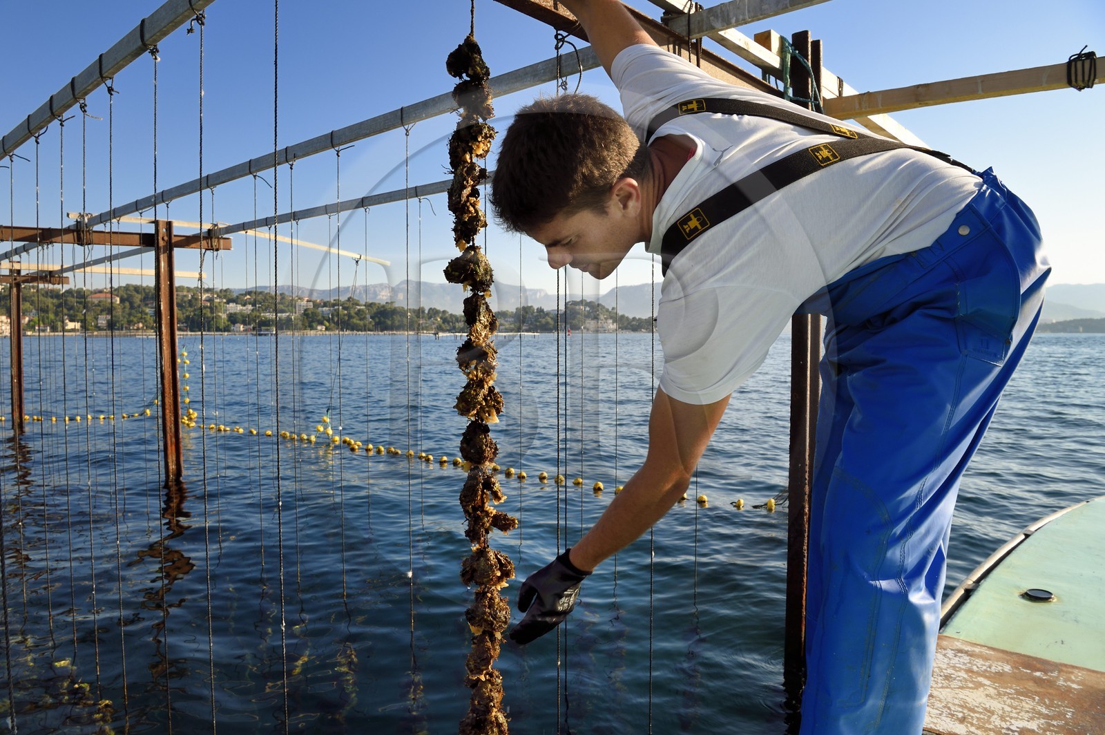 France, Var (83), La Seyne-sur-Mer, l'ostréiculteur Jean Christophe Giol dans la baie de Tamaris