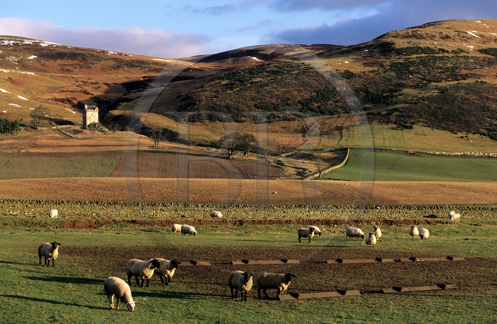 Royaume-Uni, Ecosse, région des Borders, Selkirkshire, Ettrickbridge, tour fortifiée du 15ème siècle au fond