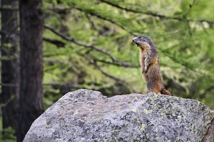 France, Alpes-Maritimes (06), parc national du Mercantour, vallée de la Valmasque, marmotte (Marmota) appelée siffleux au Québec car quand il y a un danger, elle émet un sifflement puissant pour donner l'alerte aux autres marmottes qui vont alors se réfugier dans leur terrier