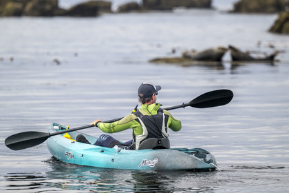 France, Finistère (29), Penmarch, archipel des Étocs, sortie en kayak du Centre nautique du Guilvinec à la découverte du phoque gris (halichoerus grypus) dans les rochers à marée basse