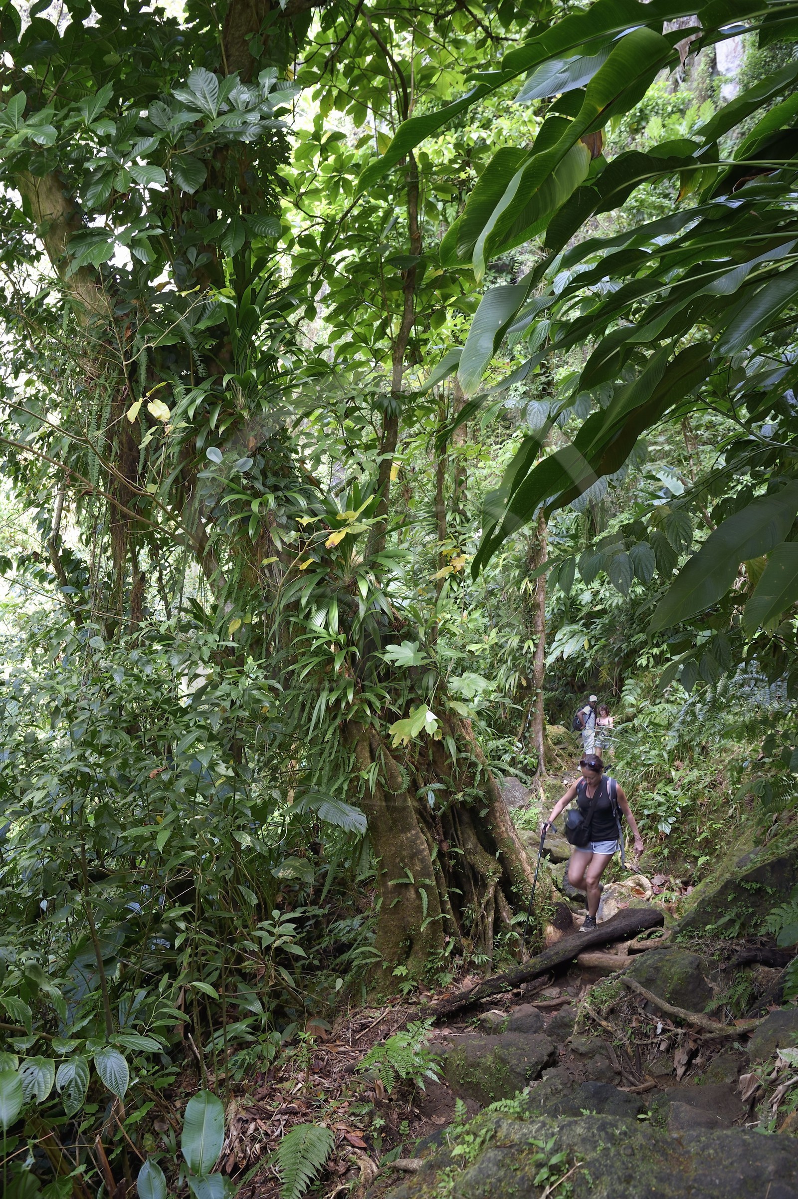 Caraïbes, Ile de la Dominique, Parc national du Morne Trois Pitons classé Patrimoine Mondial de l'UNESCO, randonnée au cœur de la forêt tropicale menant à la cascade des Middleham Falls, sentier de randonnée Waitukubuli qui traverse l’ile