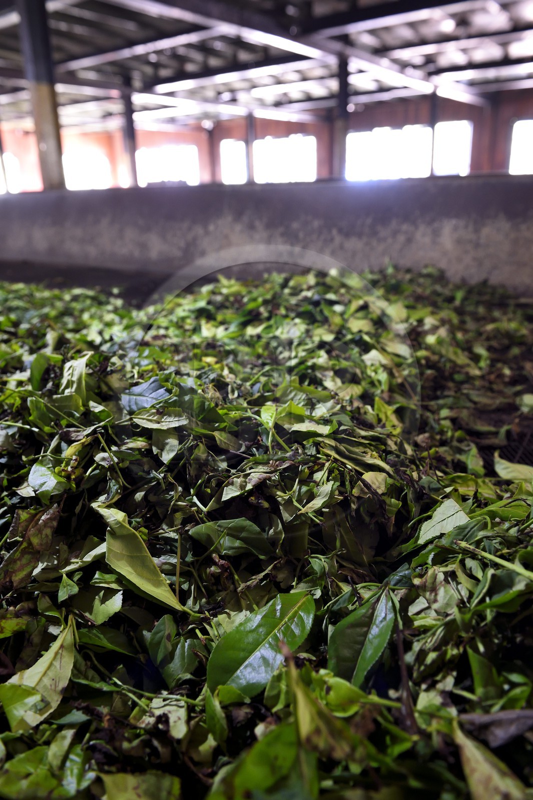 Sri Lanka, center province, Kandy, Pilimathalawa, Embilmeegama Tea Factory, fresh tea leaves