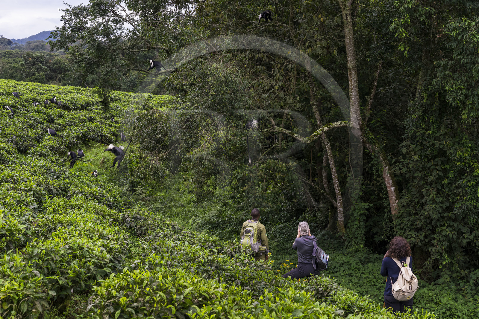 Rwanda, Province de l’Ouest, Gisakura, Parc national de Nyungwe, le garde de African Parks Claver Mtoyinkima guidant des touristes sur la piste des Colobes de Ruwenzori (Colobus angolensis ruwenzorii) pendant un safari à pied dans la forêt tropicale humide naturelle bordée par les plantations de thé