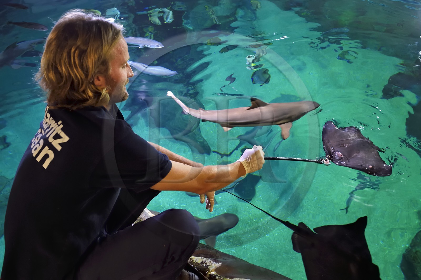 France, Pyrenees Atlantiques, Basque Country, Biarritz, Aquarium - the Sea Museum, Jean Baptiste Nurenberg feeding stingray (Dasyatis pastinaca) and sharks