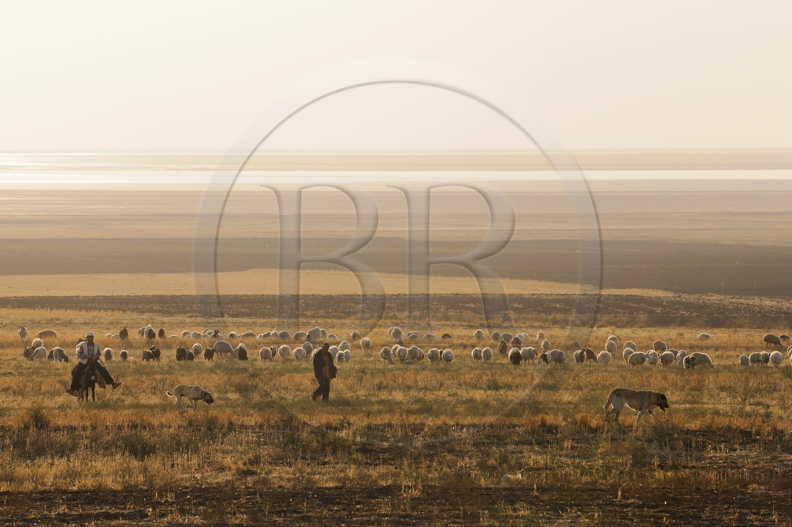Turkey, Central Anatolia, Aksaray Province, shepherds and their herd of sheep in the steppe nearby Tuz Golu salted lake