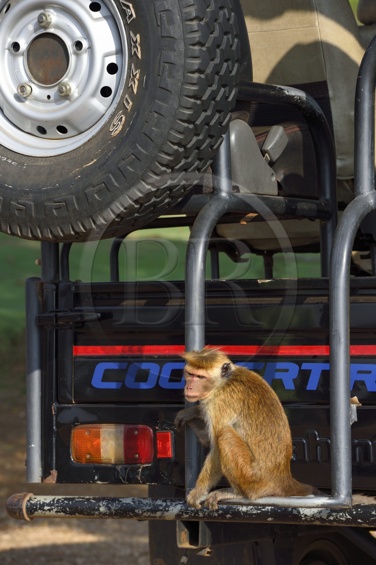 Sri Lanka, province d'Uva, Parc national d'Uda Walawe (Udawalawe National Park), macaque à toque (Macaca sinica) à l'arrière d'un 4x4