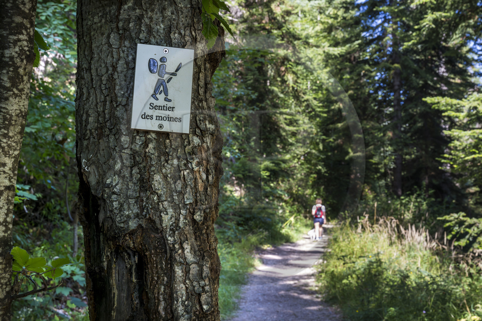 France, Hautes Alpes (05), Crots, randonnée en forêt domaniale de Boscodon sur le sentier des Moines