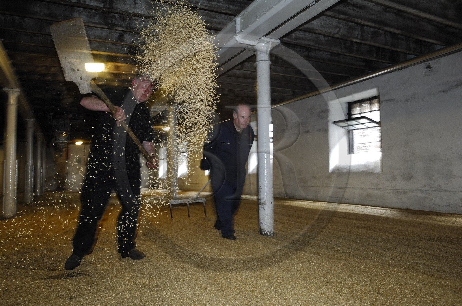 Royaume-Uni, Ecosse, Iles Orcades, Kirkwall, distillerie de whisky Highland Park, plancher de maltage