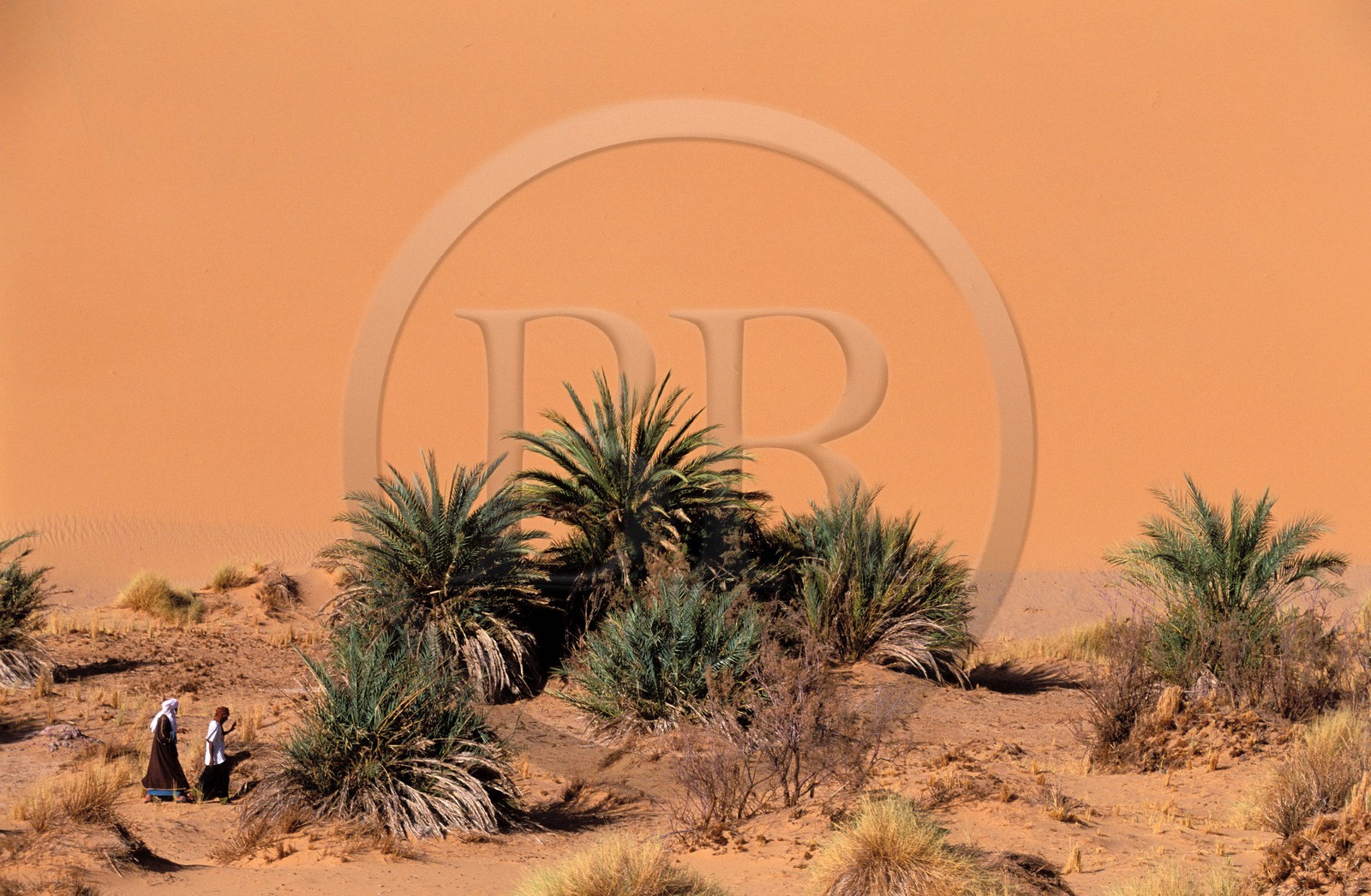 Libye, région du désert, Le Fezzan (Sahara), Petite oasis de Takioumet au milieu des dunes