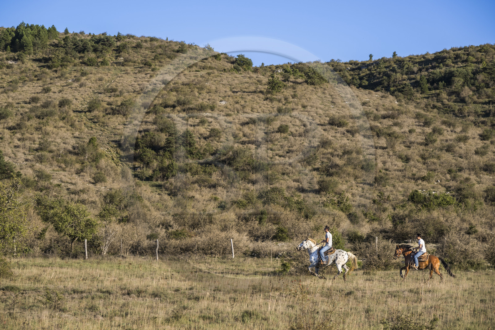 France, Hérault (34), les Causses et les Cévennes, paysage culturel de l'agro-pastoralisme méditerranéen inscrit au Patrimoine Mondial de l'UNESCO, La Vacquerie-et-Saint-Martin-de-Castries, le Mas de Cisco, Julian et son frère Charlie Amposta en route pour regrouper le troupeau de vaches