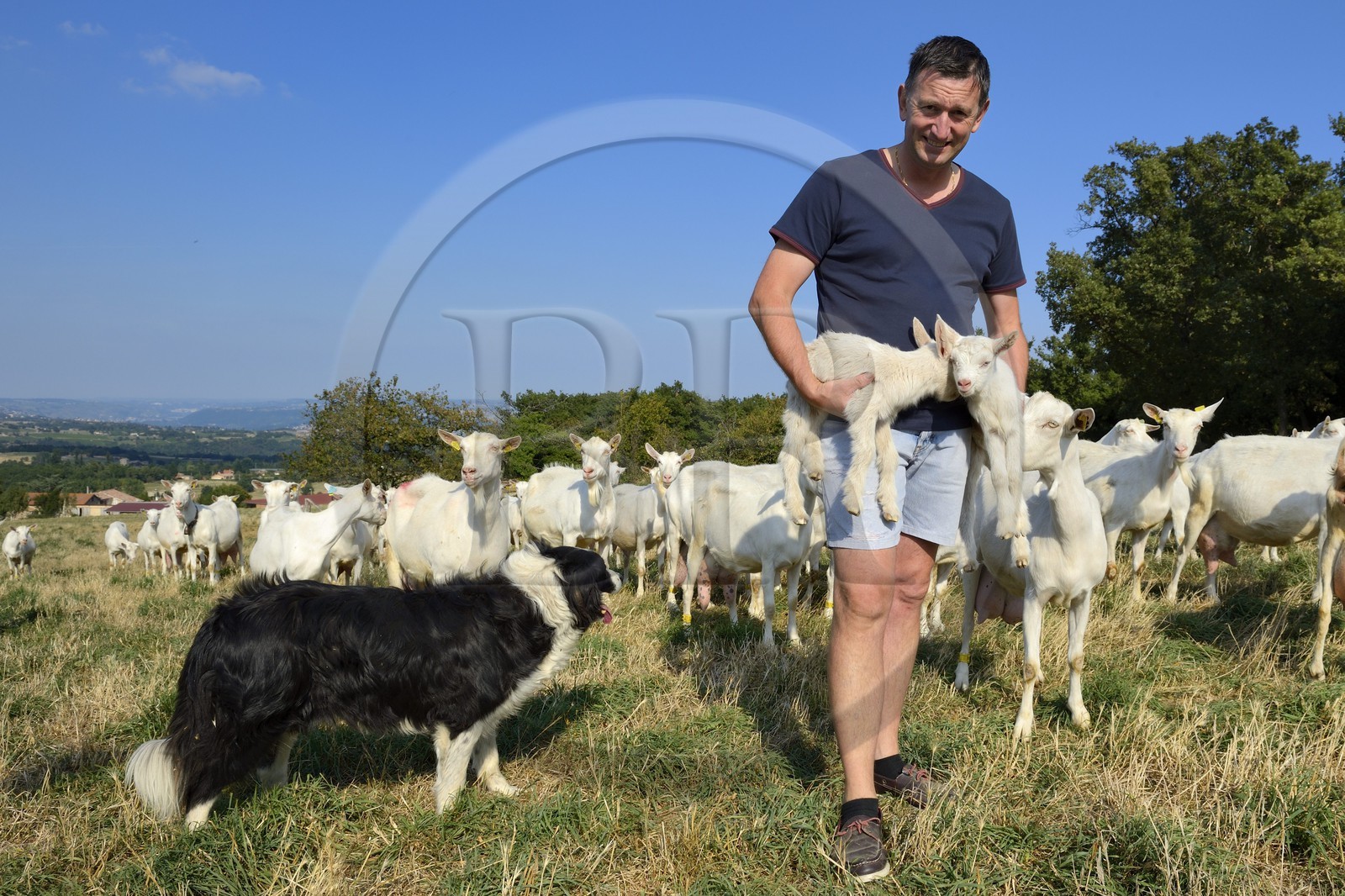 France, Loire (42), Parc Naturel Régional du Pilat, Pélussin, production par le GAEC de la Cabriole du fromage de chèvre Rigotte de Condrieu AOC, le troupeau de chèvres de Claude et André Boucher, André Boucher tenant des chevreaux juste nés