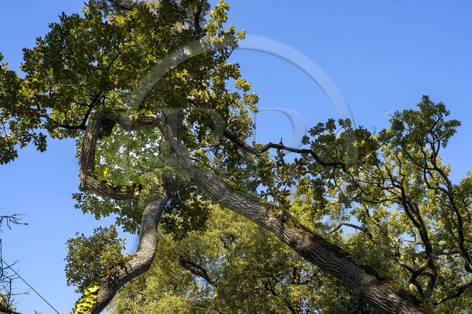 France, Vendée (85), Ile de Noirmoutier, Noirmoutier-en-l'Ile, le Bois de la Chaise, chênes entrelacés