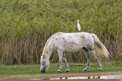 France, Gard (30), Vauvert, la Petite Camargue, canal du Rhône à Sète, héron garde boeuf (Bubulcus ibis) sur le dos d'un cheval camarguais