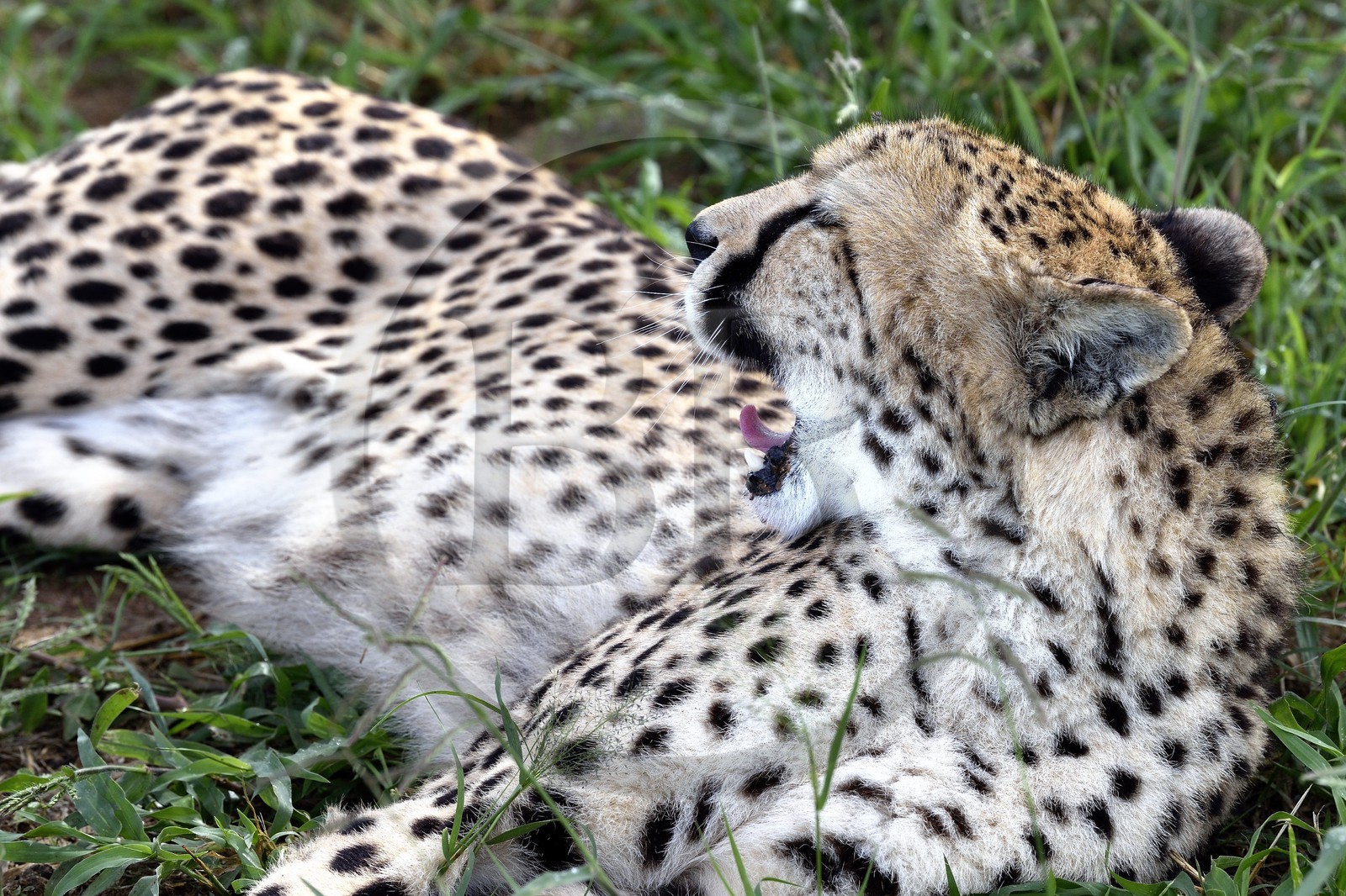 Namibie, Otjiwarongo, Cheetah Conservation Fund, centre de recherche et d'éducation, guépard (Acinonyx jubatus)