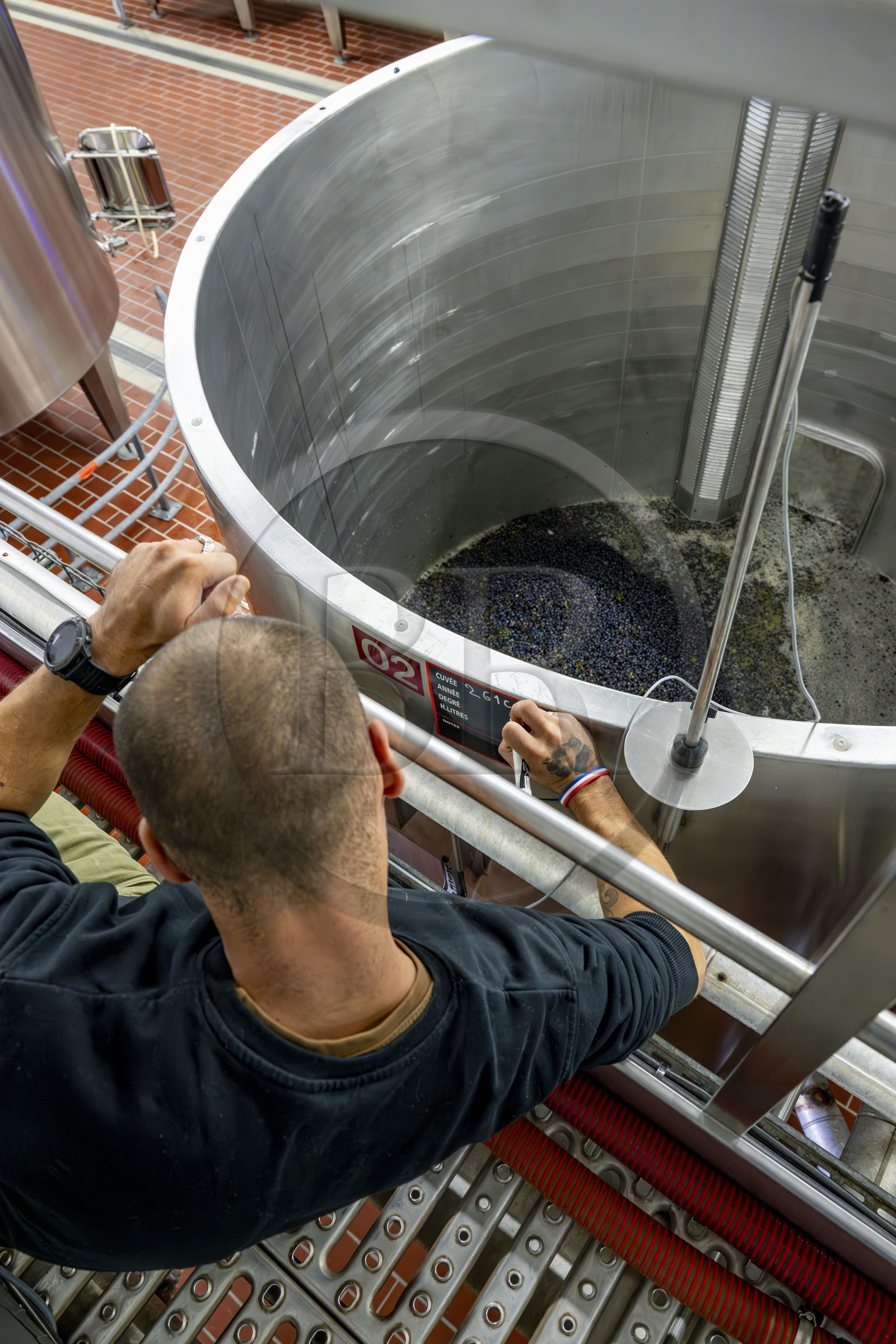 France, Côte-d'Or (21), les climats de Bourgogne classés Patrimoine Mondial de l'UNESCO, Beaune, Cuverie des Hospices de Beaune, mise en cuves thermorégulées du raisin après le tri et l'éraflage