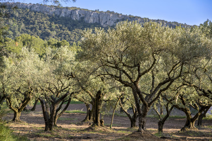 France, Vaucluse (84), Dentelles de Montmirail, Gigondas, plantation d'oliviers