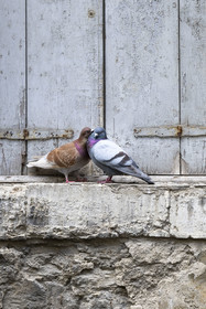 France, Vaucluse, Avignon, pigeons in love