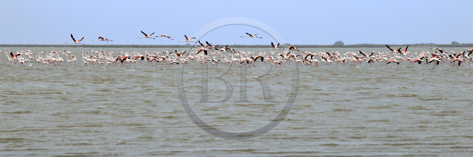 France, Bouches-du-Rhône (13), Parc naturel régional de Camargue, l’étang du Vaisseau, flamants roses (Phoenicopterus roseus)