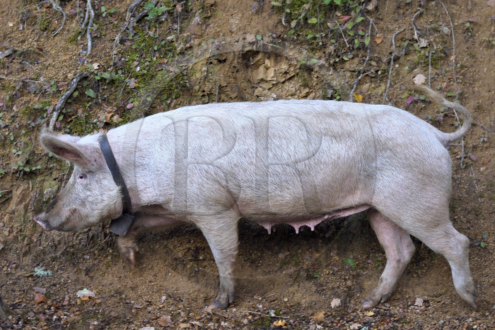 France, Corse-du-Sud (2A), Vallée du Prunelli, Bastelica, cochon Duroc laissés en liberté