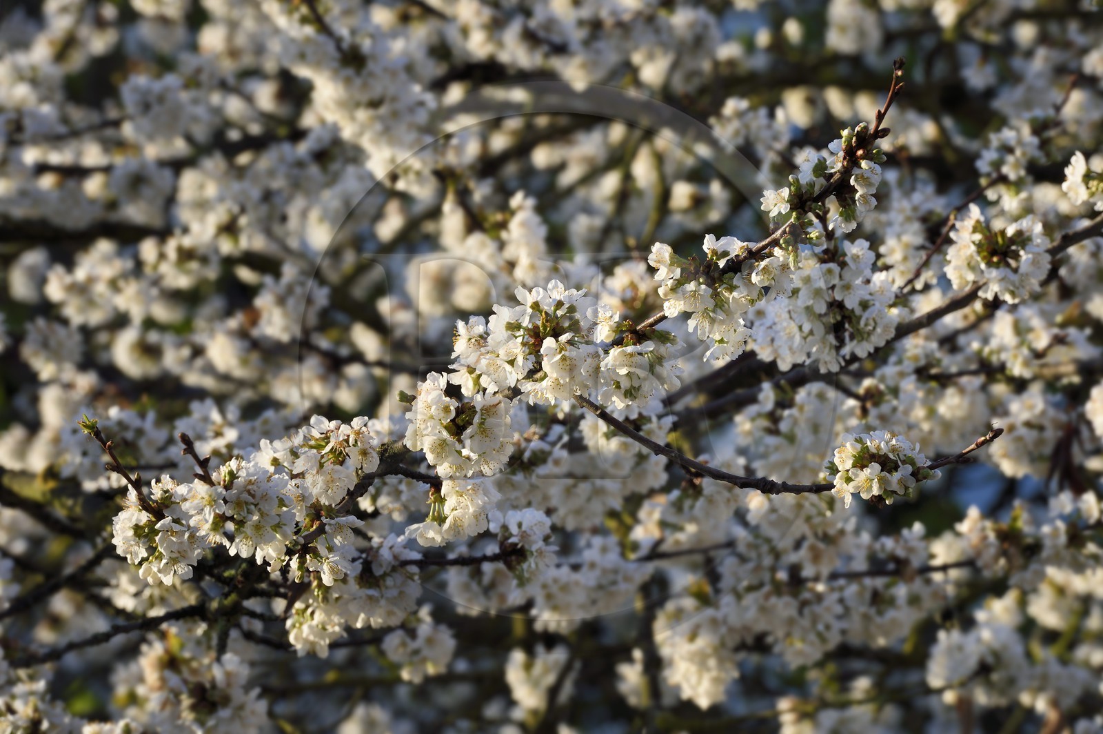 France, Val-de-Marne, Bry-sur-Marne, cherry tree in bloom