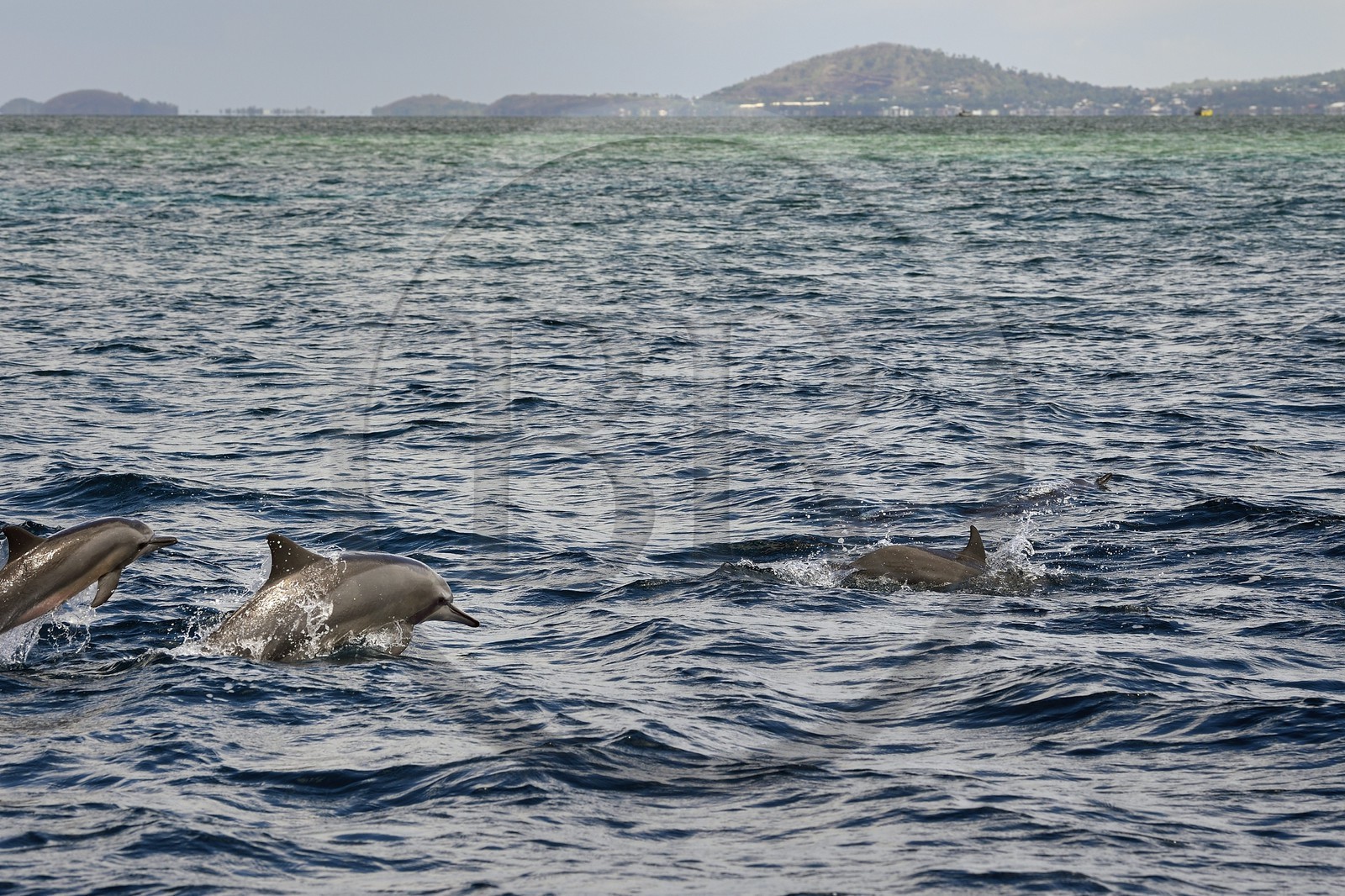 France, Mayotte island (French overseas department), Grande-Terre, spinner dolphin (Stenella longirostris) at the edge of the lagoon on the east coast