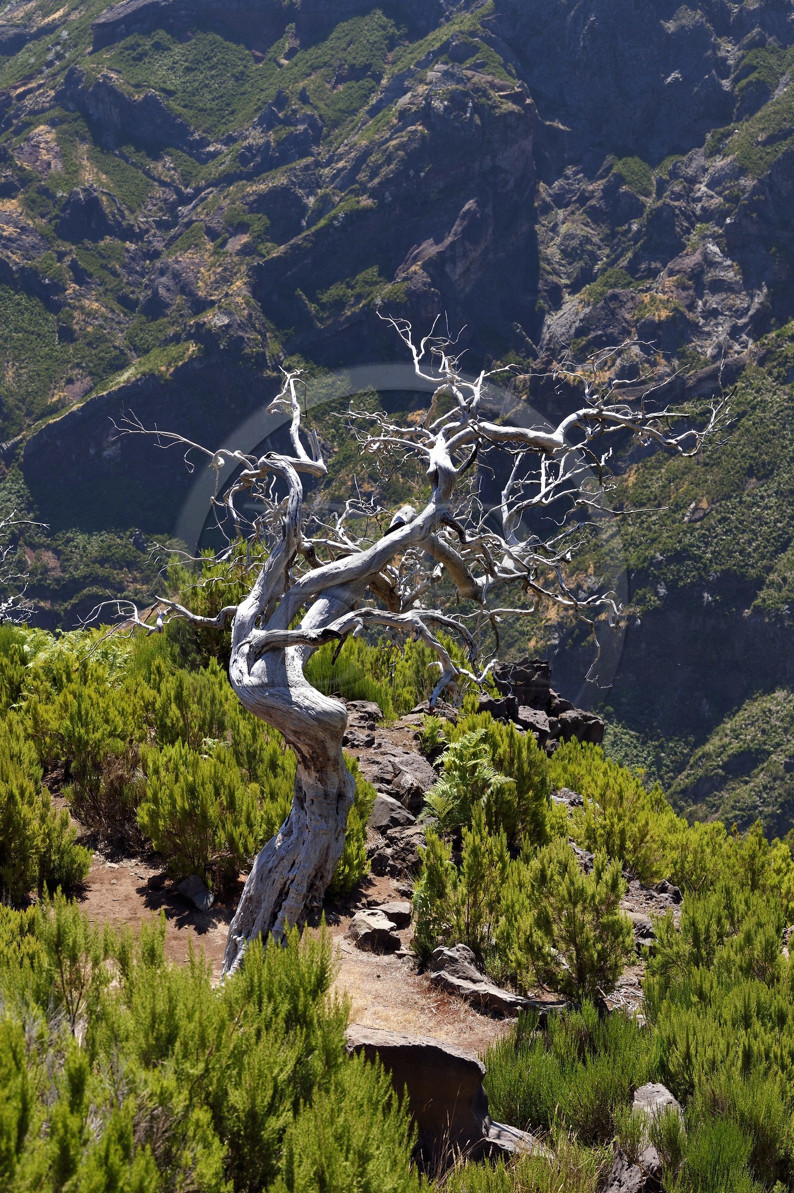 Portugal, Ile de Madère, randonnée sur le Vereda do Areeiro entre les monts Pico Ruivo (1862m) et Pico Arieiro (1817m), bruyères arborescentes brulée en 2010