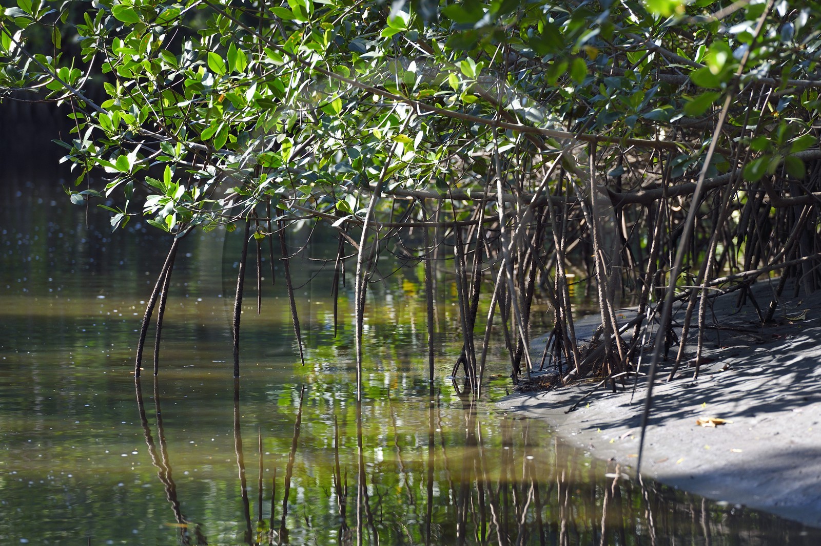 Nicaragua, la côte pacifique de Leon, la mangrove du parc national Isla Juan Venado