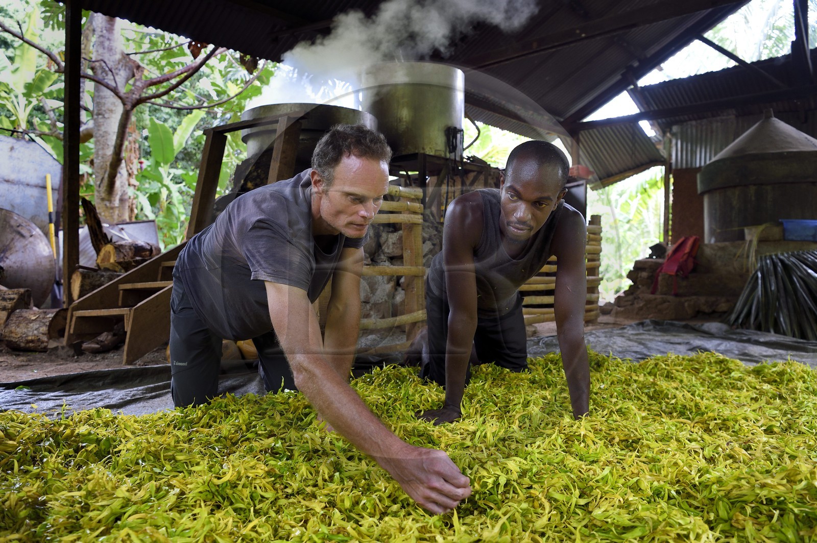 France, Ile de Mayotte, Grande-Terre, Ouangani, Aromaoré, distillation de l'huile essentielle à base de pétales de fleurs d'ylang ylang (Cananga odorata) en alambic artisanal