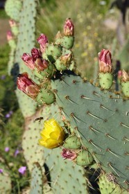 France, Var, Le Rayol Canadel sur Mer, Domaine du Rayol, Conservatoire du Littoral Estate compulsory mention, Jardin des Mediterranees designed by landscaper Gilles Clément, Prickly pear (Opuntia ficus-indica)