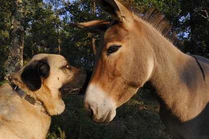 France, Var, Provence Verte (Green Provence), Bras village, Le Peyrourier Bed & Breakfast une campagne en Provence, Anatolian Shepherd Dog and donkey