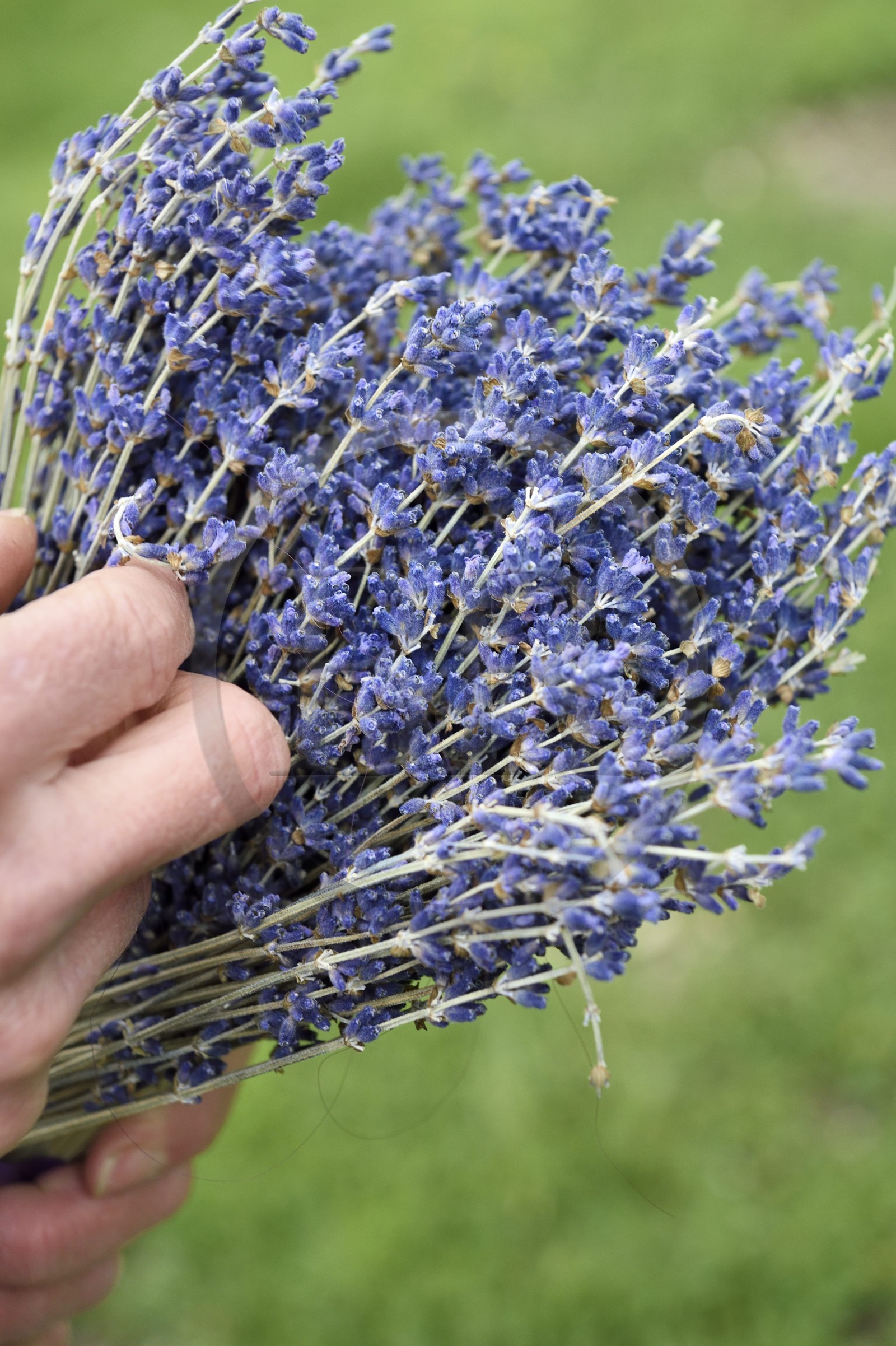 France, Alpes-de-Haute-Provence (04), La Mure-Argens, lavande