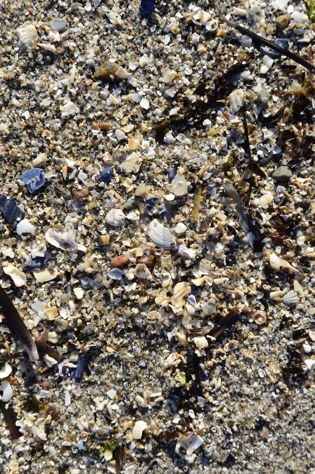 Suède, Västra Götaland, Iles Koster, plage de sable de Sydkoster, débris de coquillages
