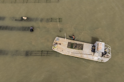 France, Charente Maritime, Oleron island, Dolus d’Oléron, the parks of the Marennes-Oléron basin in the Pertuis d'Antioche, Nadia Quillet and her husband Eric collect bags of crassostrea gigas in their oyster beds during the ebb tide (aerial view)