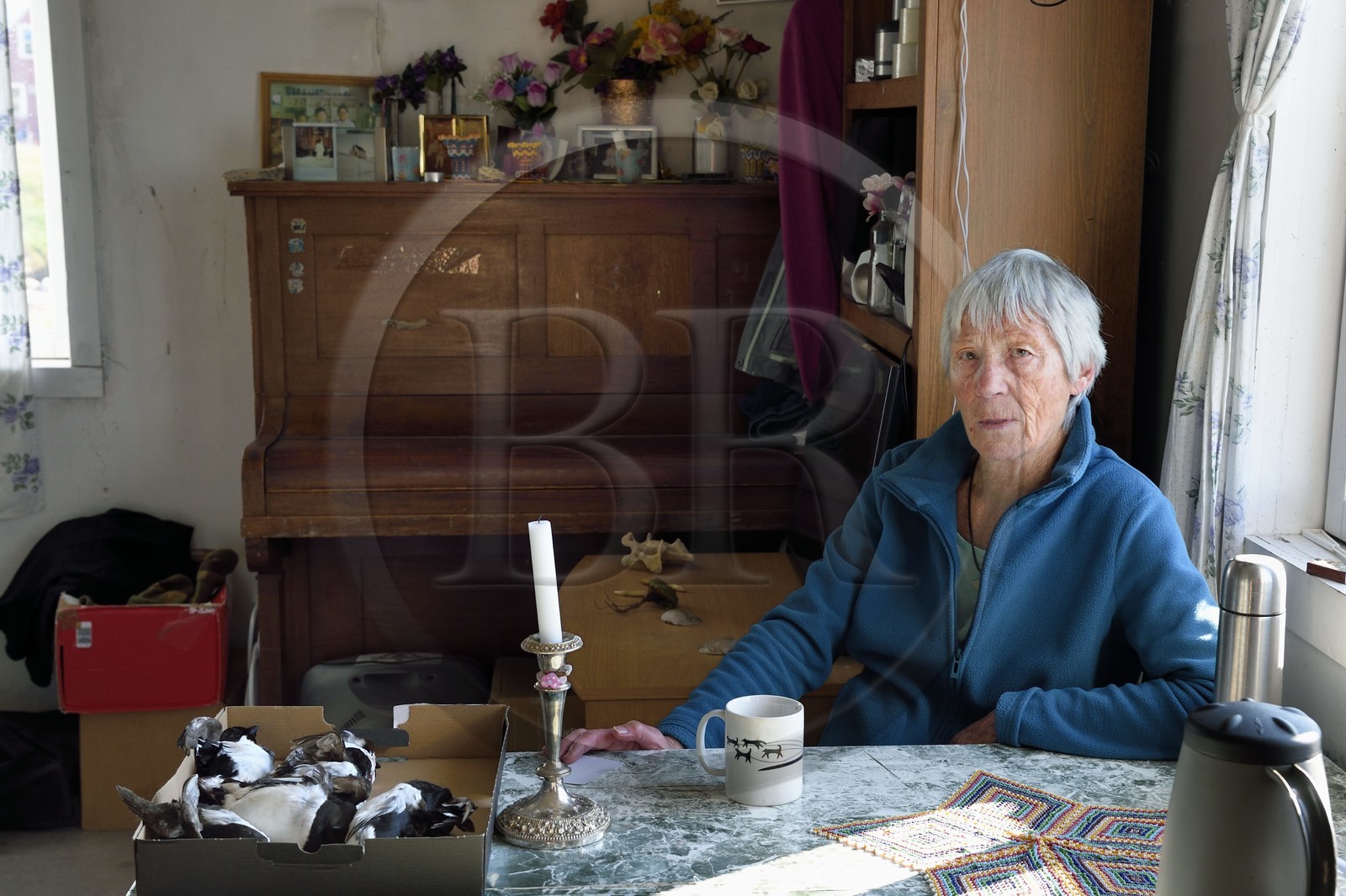 Groenland, cote Nord-Ouest, Murchison sound au nord de la baie de Baffin, Siorapaluk, village le plus septentrional du Groenland, la française Jocelyne Ollivier-Henry qui vit dans se village de 45 habitants dans sa maison avec sur sa table les mergules nain (Alle alle) qu'elle a prévu de manger au diner
