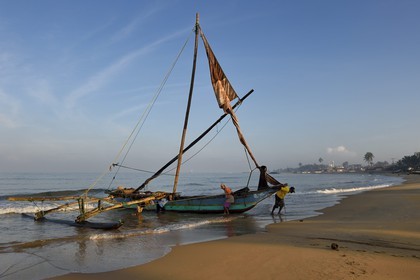 Sri Lanka, Province de l'Ouest, Negombo, retour sur la plage de Porathota des pecheurs et de leur catamarans traditionnels après la peche du matin