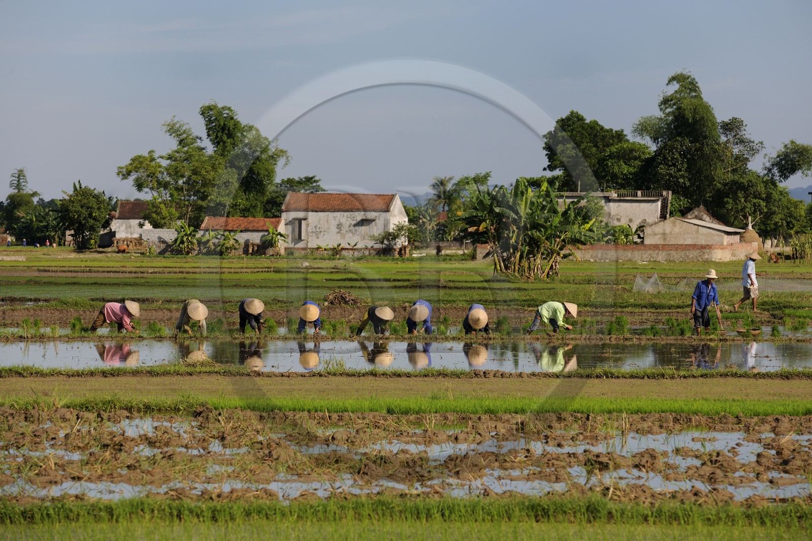 Vietnam, Ninh Binh province, transplanting rice in a ricefield