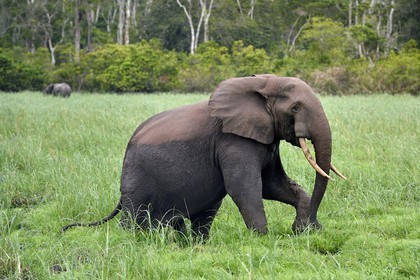 Gabon, province de Ogooué- Maritime, Parc National du Loango, site de Akaka dans la lagune du Fernan Vaz (Nkomi), éléphant de forêt d'Afrique (Loxodonta cyclotis)