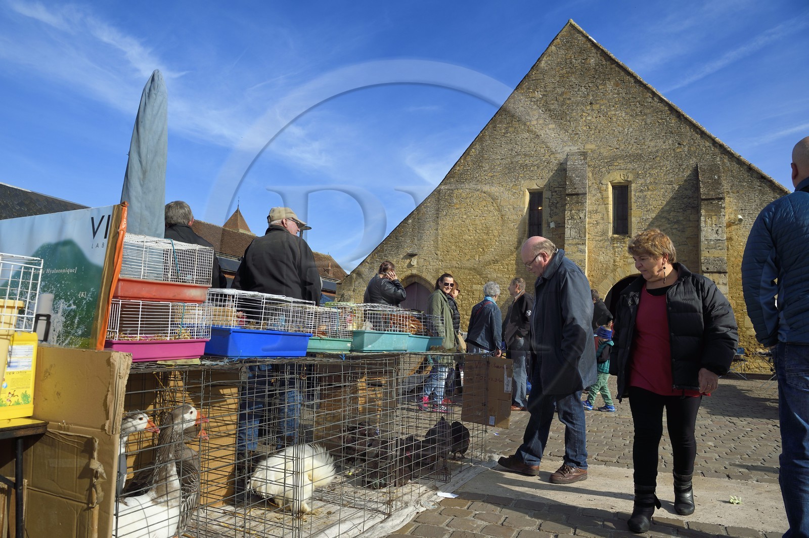 France, Calvados (14), Pays d'Auge, Saint-Pierre-sur-Dives, jour de marché devant les halles du XIe siècle reconstruites au XVe siècle, vente de volaille vivante