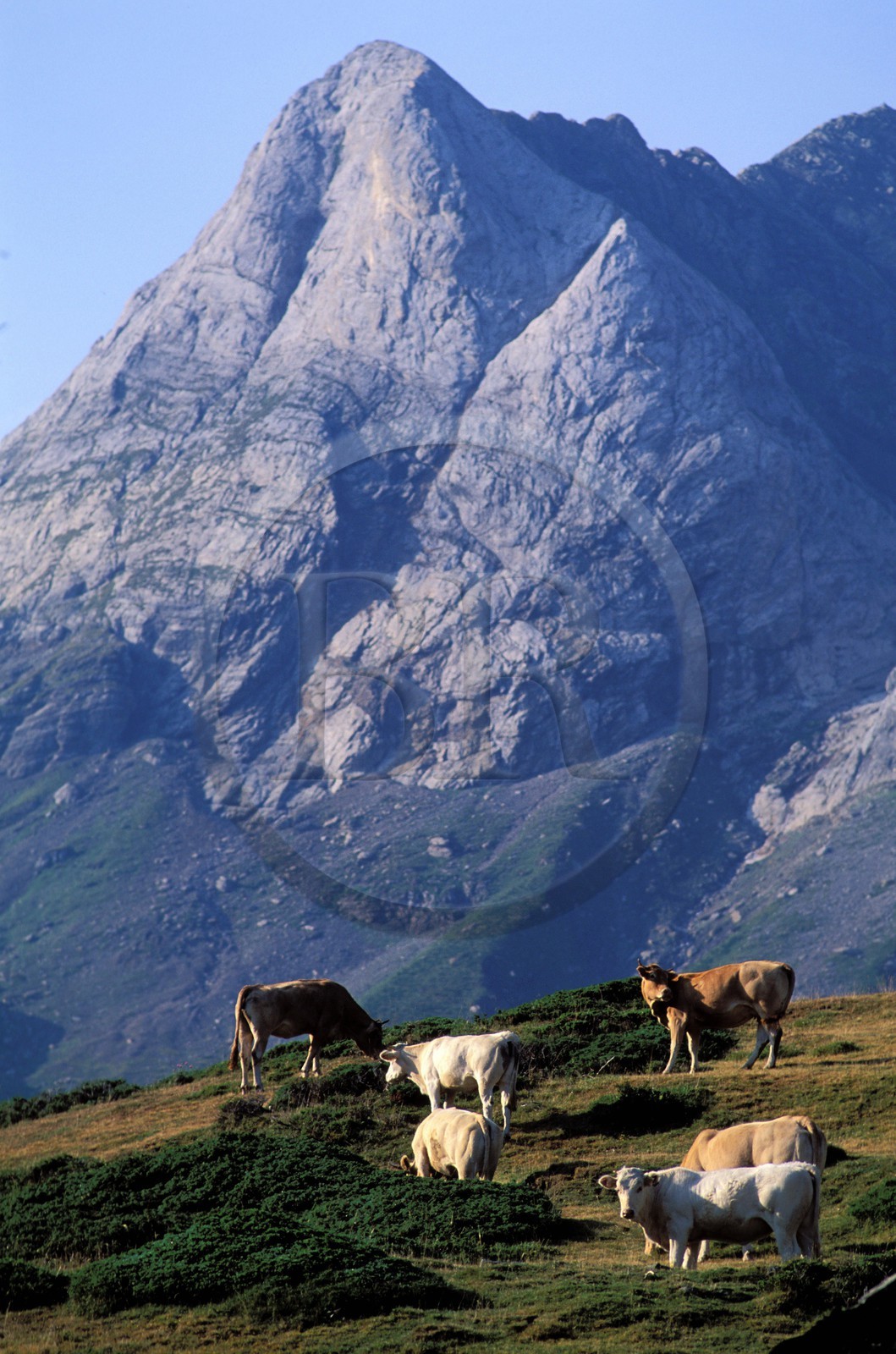 France, Hautes-Pyrénées (65), vallée de Troumousse troupeau de vaches blondes